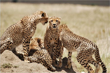 Cheetah Gang - big cats, cheetah