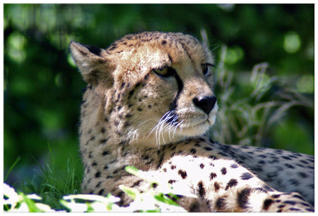 Alert Cheetah - big cats, cheetah