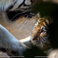 Tiger Cub Face