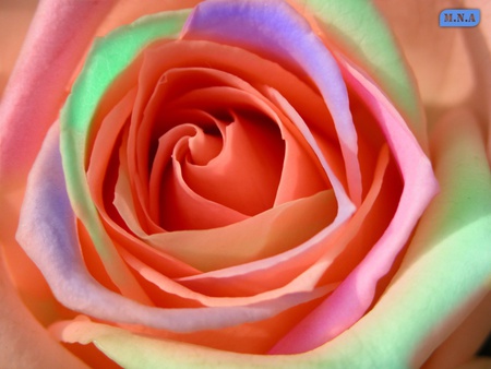 A BEAUTIFUL ROSE SOFT COLORS - pastel, rose, gorgeous, beautiful, hue