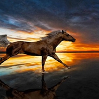 Horse Of Reflection