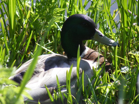 resting duck - sunny, duck, river, grass