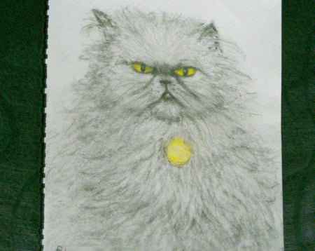 a drawing of blossom - pencil drawing, adorable, cat, grumpy, gold