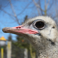 ostrich head