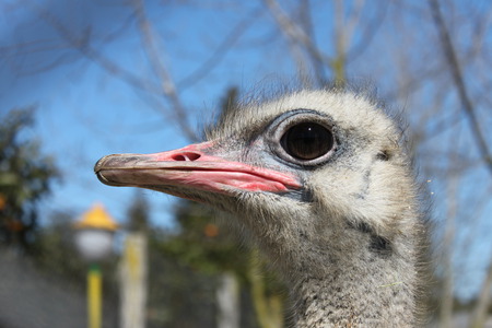 ostrich head - a ostrich head in zoo, see hair in body