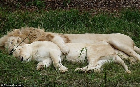 Lions Spooning - big cats, lions