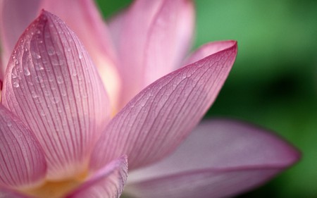 Beautiful Pink Flower - flowers, beautiful, pink, nature