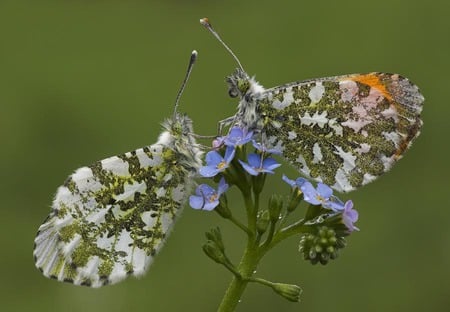 Face to Face - pretty, blue, wings, lacy, butterflies, flower