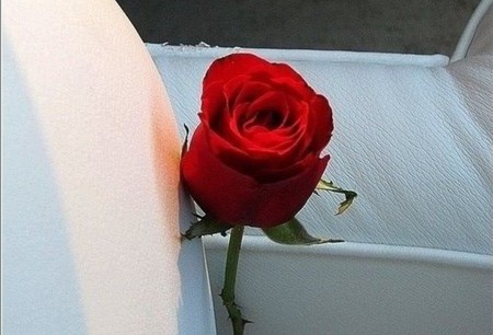 rose - passion, red, rose, lovely, love, flower