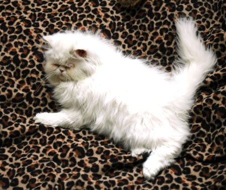 persian kitten - white, kittens, persian