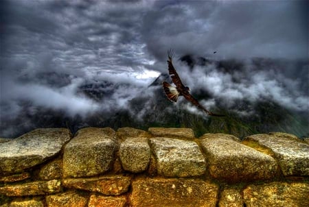 MOUNTAIN CARACARA TAKING OFF - caracara, eagle, take, foggy, mountain, stones, off