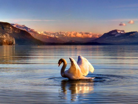 Swan in Lake - beautiful, swan in lake, picture