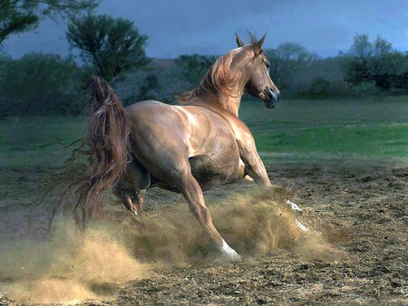 Horse on Run - picture, horse, cool