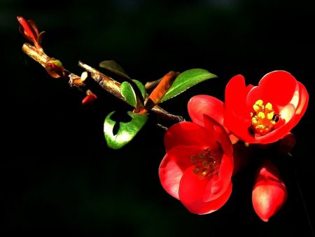 Red on black - flowers, red, black