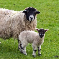 Sheep lamb cute