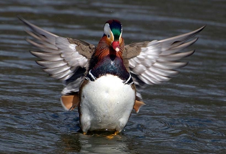 Bird - animals, birds