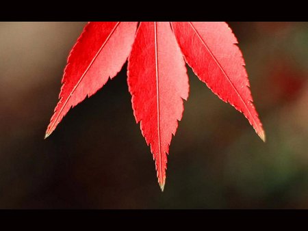 Red fire - red, leaves