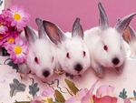 Rabbits