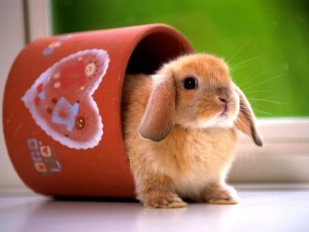 Baby rabbit