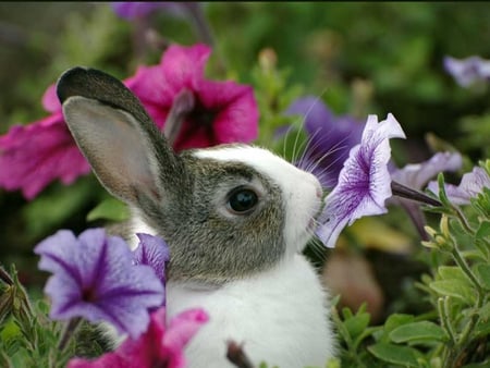 Baby bunny - rabbits, animals, hares