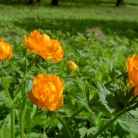 Orange Flowers