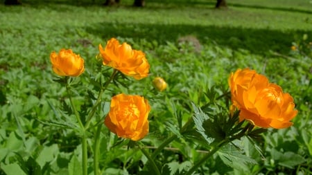 Orange Flowers - nature, orange, green, field, flowers