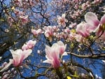 Blossom tree