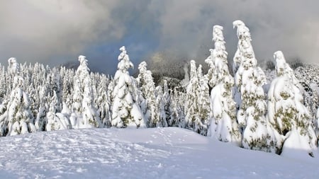 Forest Winter - snow, trees, forest, mountains