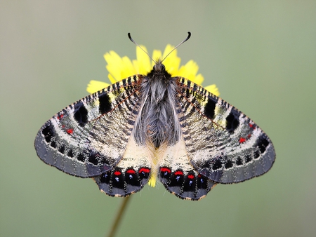 Butterfly - insects, animals