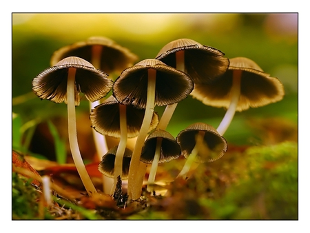 Mushrooms - nature, mushrooms