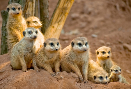 Mongooses - mongooses, animals