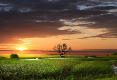 Field - nature, fields