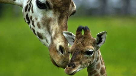 Mother and baby - mom, giraffes, two, baby, love