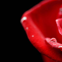 Raindrop on a red rose