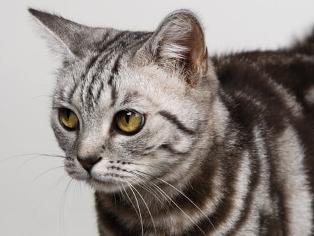 CAT ON THE LOOKOUT - adorable, striped, eyes, greenish, cute