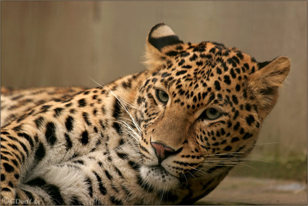 Leopard Stare - big cats, leopard