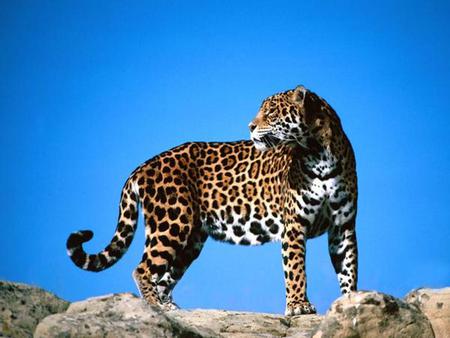 C'mon Slow Poke - big cats, leopard