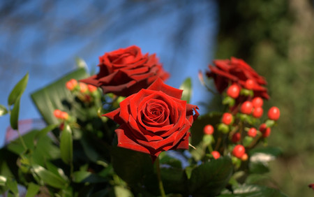 Passion Red Roses - roses, nature