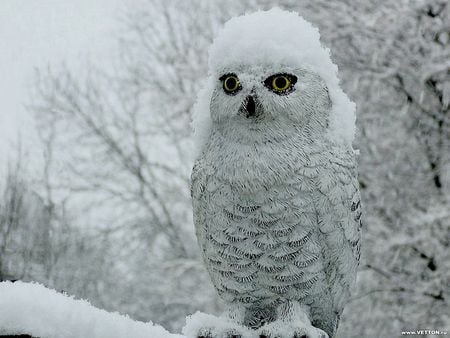 Snowy Owl