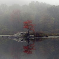 Lone red tree