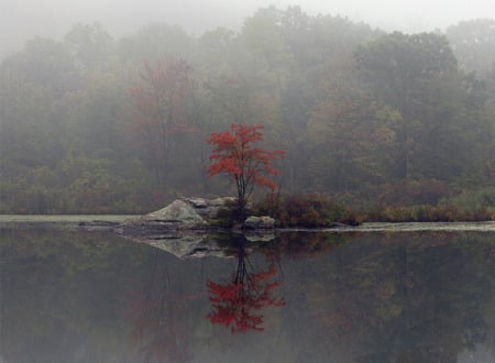 Lone red tree - lake, nature, red, tree