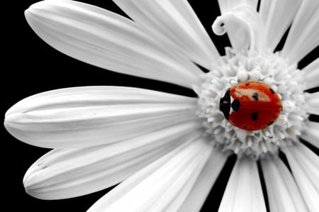 Lady on a daisy - flower, nature, ladybug