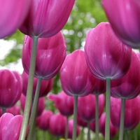 Pink Tulips