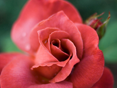 A BEAUTIFUL GORGEOUS ROSE - orange, color, redish, rose