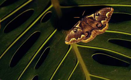 A place to rest - butterfly, animals