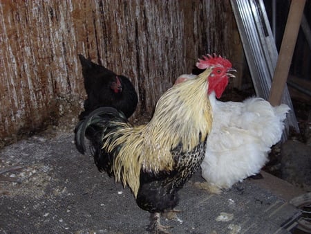 Handsome Rooster  - chickens, rooster, farm, crowing