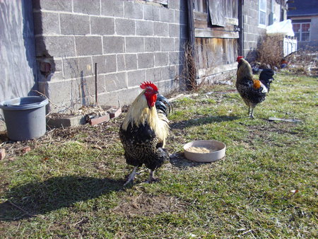 Rooster - farm, rooster, chickens, crowing