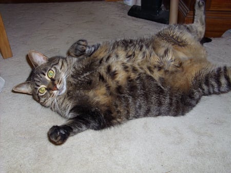 Fat Cat - tabby, cat