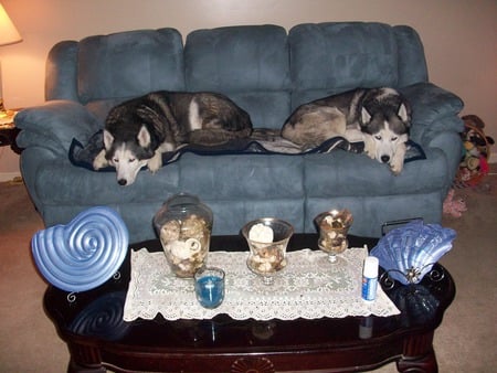 BLEU AND SHADOW - couch potatoes, siberians, blueandshadow, huskys