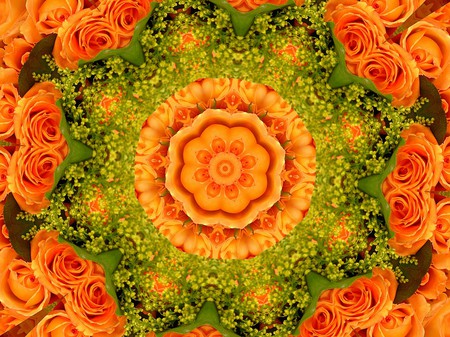 Orange Roses - roses, nature, collage, flower, fractal